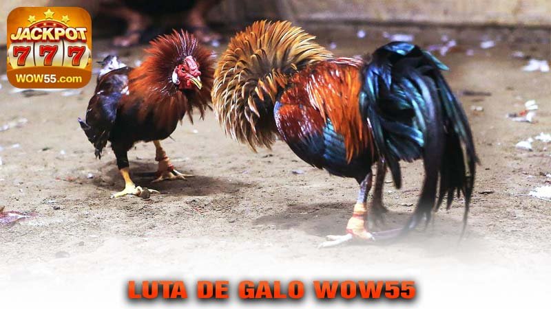 LUTA DE GALO 222bet